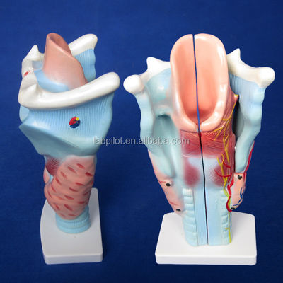 Modelo de laringe e glândula tireoide de 3 partes essencial para o estudo do sistema respiratório humano