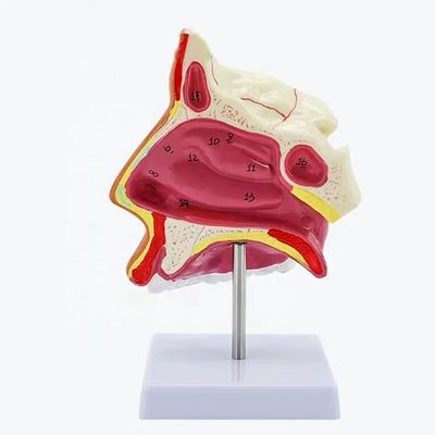 Modelo de cavidade nasal da Sagitária Mediana com estruturas anatômicas detalhadas e PVC avançado