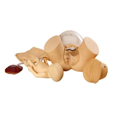 Demonstração de cuidados com os pacientes Formação integral de habilidades de parto Modelo de formação técnica de obstetrícia Maniquim