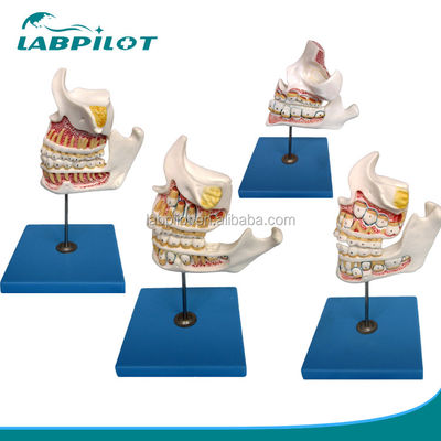 Função Demonstrar Dentes Molares Inferiores Estruturas Anatómicas Detalhadas para Pesquisa Dental