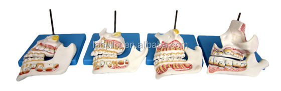 Função Demonstrar Dentes Molares Inferiores Estruturas Anatómicas Detalhadas para Pesquisa Dental