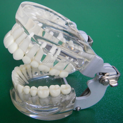 Modelos de formação em odontologia Padrão adulto transparente Padrão de coluna dentária Padrão de tamanho padrão
