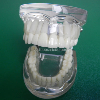 Modelos de formação em odontologia Padrão adulto transparente Padrão de coluna dentária Padrão de tamanho padrão