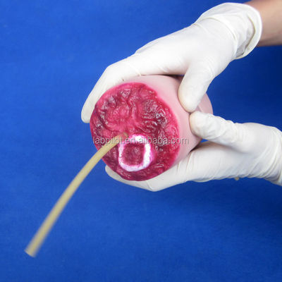 Modelo avançado de PVC para a Ciência Médica
