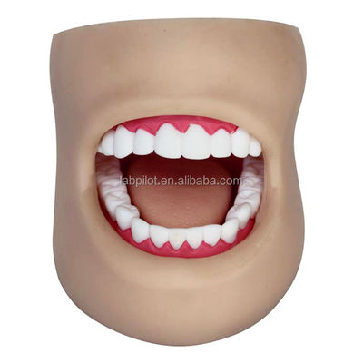 Modelo de cuidados dentários plásticos de tamanho humano com rosto e língua
