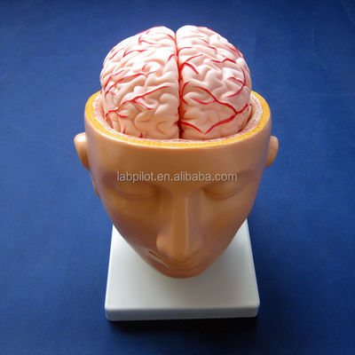 Escola de Biologia mostra modelo do cérebro tamanho da vida humana com artérias e cabeça PVC avançado