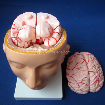 Escola de Biologia mostra modelo do cérebro tamanho da vida humana com artérias e cabeça PVC avançado