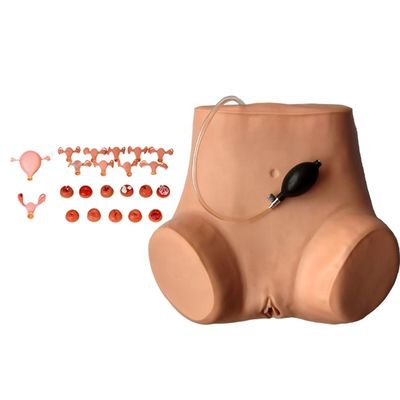 Manikin para ginecologista multifuncional Formação de enfermagem Modelo de exame vaginal