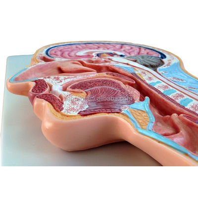 Categorias Modelo de anatomia do sistema nervoso Modelo de cabeça e cérebro de secção mediana para hospitais