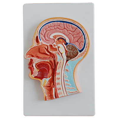 Categorias Modelo de anatomia do sistema nervoso Modelo de cabeça e cérebro de secção mediana para hospitais