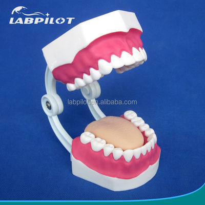 Modelo Dental de Tamanho de Vida Humana 28 Dentes Modelo de Escovação de Dentes para Ensino do Jardim de Infância