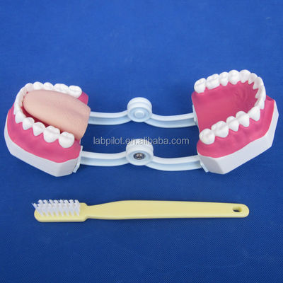 Modelo Dental de Tamanho de Vida Humana 28 Dentes Modelo de Escovação de Dentes para Ensino do Jardim de Infância