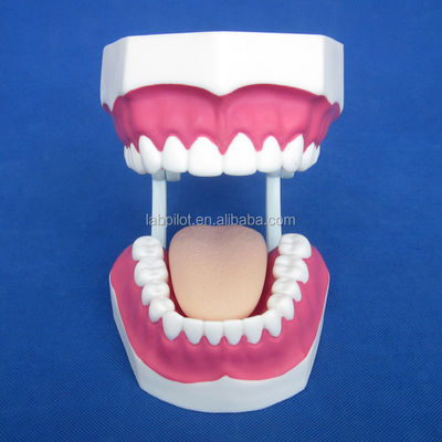 Modelo Dental de Tamanho de Vida Humana 28 Dentes Modelo de Escovação de Dentes para Ensino do Jardim de Infância