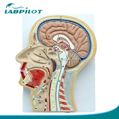 Modelo Anatomico Profissional Secção Sagital Mediana da Cabeça com Boca Nariz e Faringe