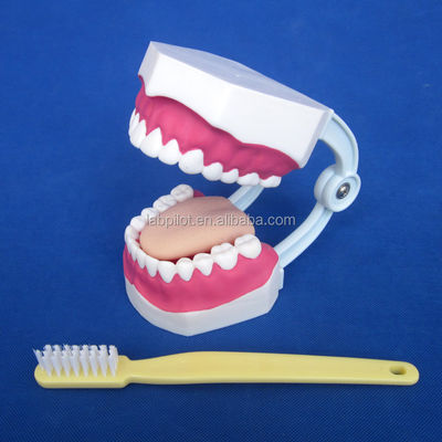 Modelo Dental de Tamanho de Vida Humana 28 Dentes Modelo de Escovação de Dentes para Ensino do Jardim de Infância