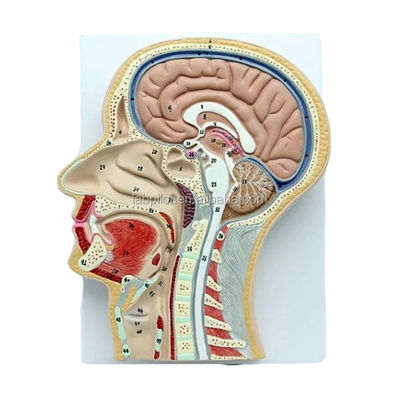 Modelo Anatomico Profissional Secção Sagital Mediana da Cabeça com Boca Nariz e Faringe