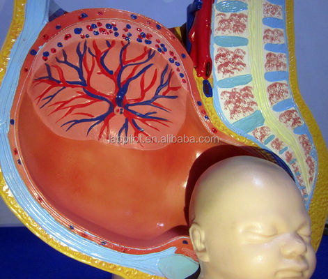 Modelo de Ciência Médica Pelve Feminina Feto Útero e Embrião na 40a Semana de Gravidez