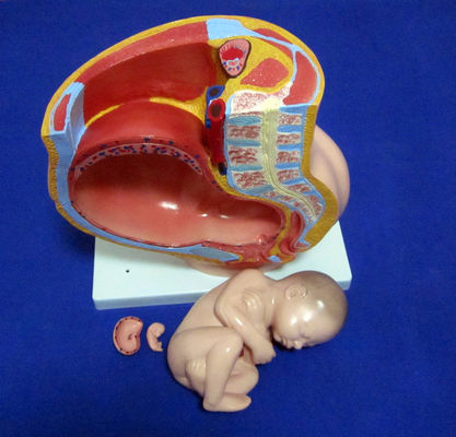 Modelo de Ciência Médica Pelve Feminina Feto Útero e Embrião na 40a Semana de Gravidez