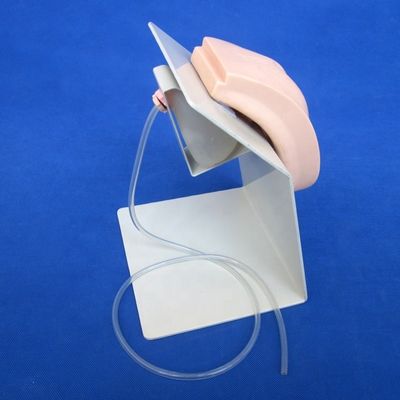 Subject Ciência Médica Viva Formação genital feminina Modelo de bexiga para cateterismo