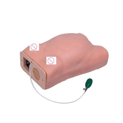 Exame obstétrico Maternidade Palpação abdominal Mulheres grávidas Manikin