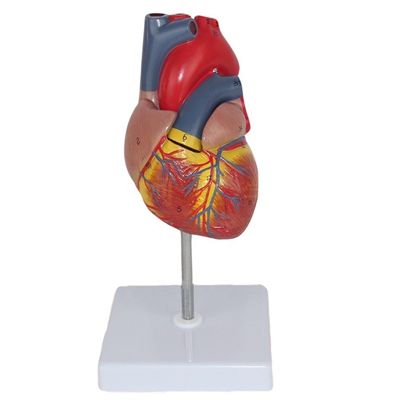 Modelo de coração humano plástico para demonstração anatômica em clínicas