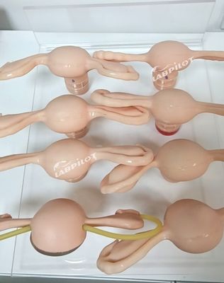 Simulador de útero para modelo de anatomia ginecológica usado em enfermagem-midona e maternidade