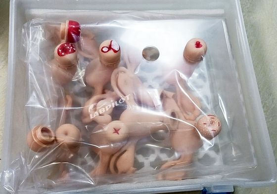 Simulador de útero para modelo de anatomia ginecológica usado em enfermagem-midona e maternidade