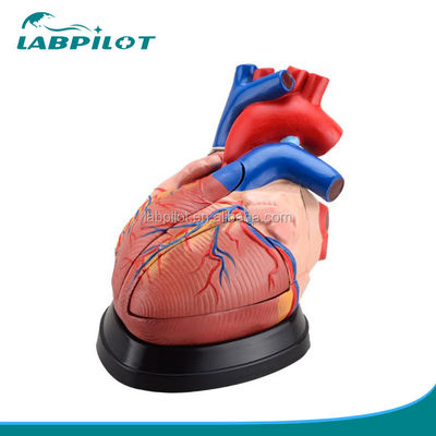 Modelo 3D de anatomia do coração humano para demonstração anatômica 3 vezes ampliado 5 partes