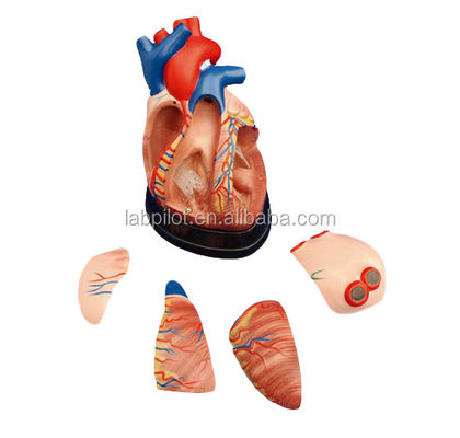 Modelo 3D de anatomia do coração humano para demonstração anatômica 3 vezes ampliado 5 partes