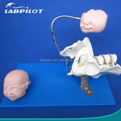 Pelvis e Cabeças Fetais Avançados Modelo de PVC para Demonstração de Habilidades de Parto