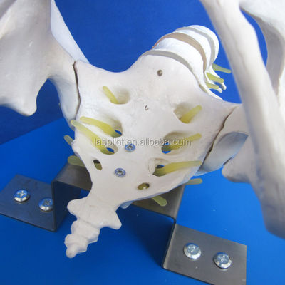 Pelvis e Cabeças Fetais Avançados Modelo de PVC para Demonstração de Habilidades de Parto