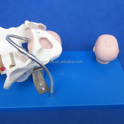 Pelvis e Cabeças Fetais Avançados Modelo de PVC para Demonstração de Habilidades de Parto