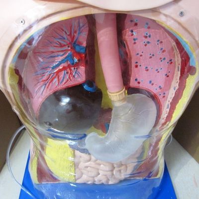 Innovador tubo nasal gástrico e traqueia habilidades de enfermagem manequim com características realistas