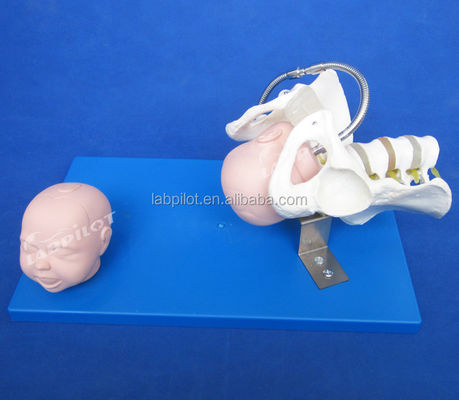 Pelvis e Cabeças Fetais Avançados Modelo de PVC para Demonstração de Habilidades de Parto
