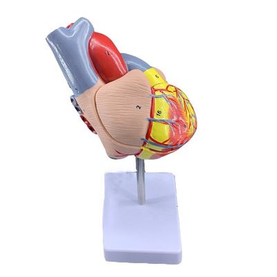 Tamanho da vida 2 peças anatomia médica peças do corpo humano modelo de coração para demonstração