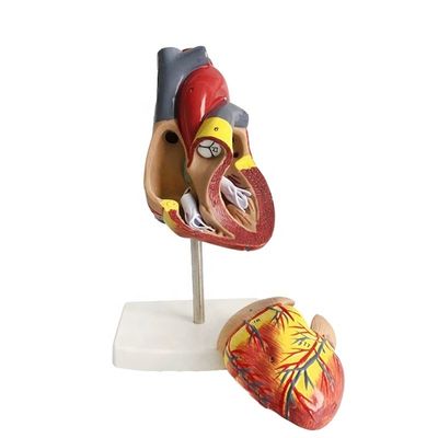 Tamanho da vida 2 peças anatomia médica peças do corpo humano modelo de coração para demonstração