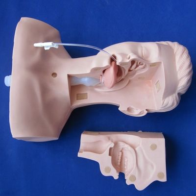 Manikin preferido pelas escolas para treinamento avançado de sucção e modelo de sucção de escarro