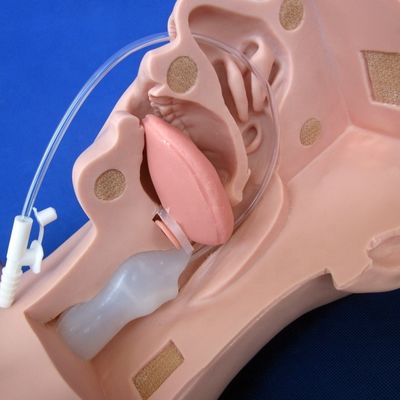 Manikin preferido pelas escolas para treinamento avançado de sucção e modelo de sucção de escarro