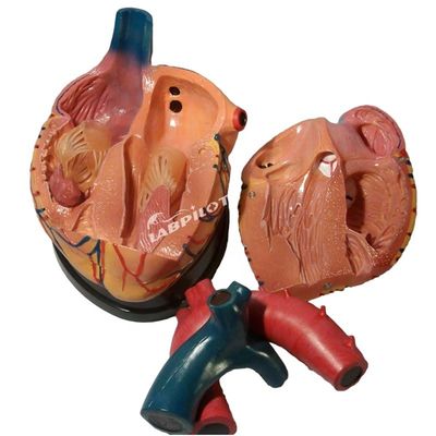 A melhor escolha dos hospitais é o modelo 3D de anatomia do coração humano para aprendizagem detalhada e precisa