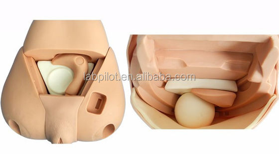 Simulador de fundo avançado para exame do útero modelo de manequim feminino pós-parto