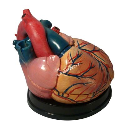 A melhor escolha dos hospitais é o modelo 3D de anatomia do coração humano para aprendizagem detalhada e precisa