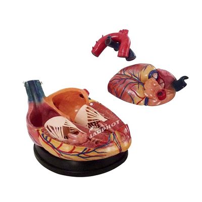 A melhor escolha dos hospitais é o modelo 3D de anatomia do coração humano para aprendizagem detalhada e precisa