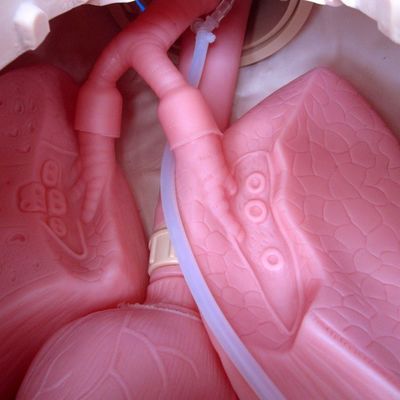 Manikin de Intubation e Sucção Profissional de Tamanho Humano com Função de Enfermagem