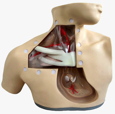 Modelos de formação em enfermagem clínica Nutrição avançada Maniquim de enfermagem com coração e veia