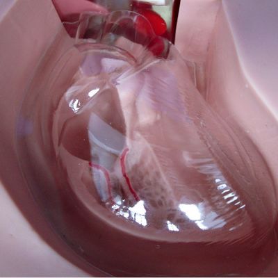 Modelos de formação em enfermagem clínica Nutrição avançada Maniquim de enfermagem com coração e veia