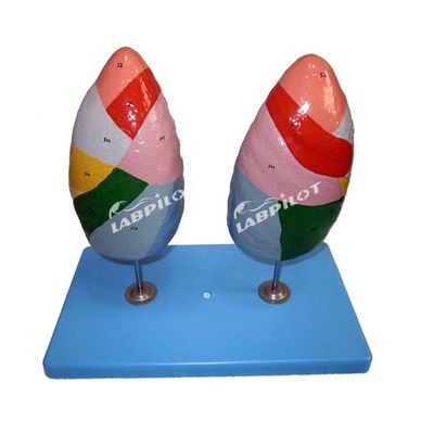 Segmentos broncopulmonares do pulmão Modelo de vida humana Tamanho para escolas e ensino médico