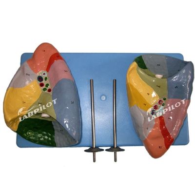 Segmentos broncopulmonares do pulmão Modelo de vida humana Tamanho para escolas e ensino médico