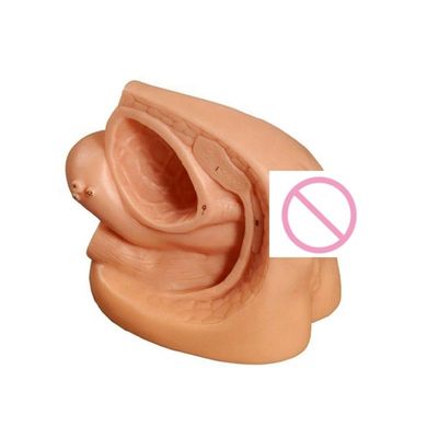 Modelo de prática de cateterismo genital interno e urinário feminino para formação