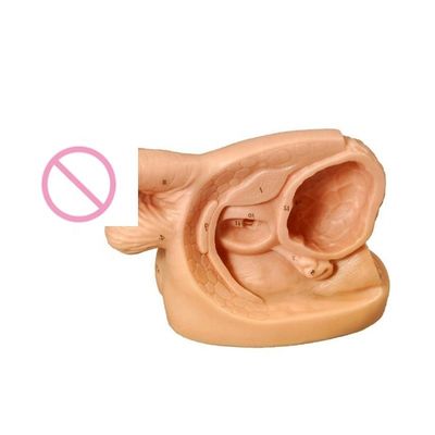 Modelo de prática de cateterismo genital interno e urinário feminino para formação