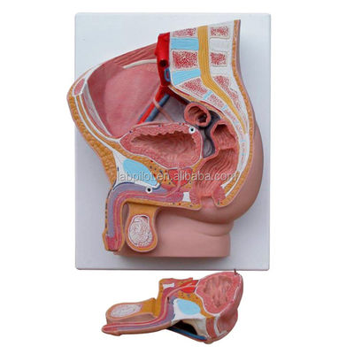 Ciências Médicas Pelve masculina Modelo de 2 partes Órgãos genitais desmontáveis com PVC avançado